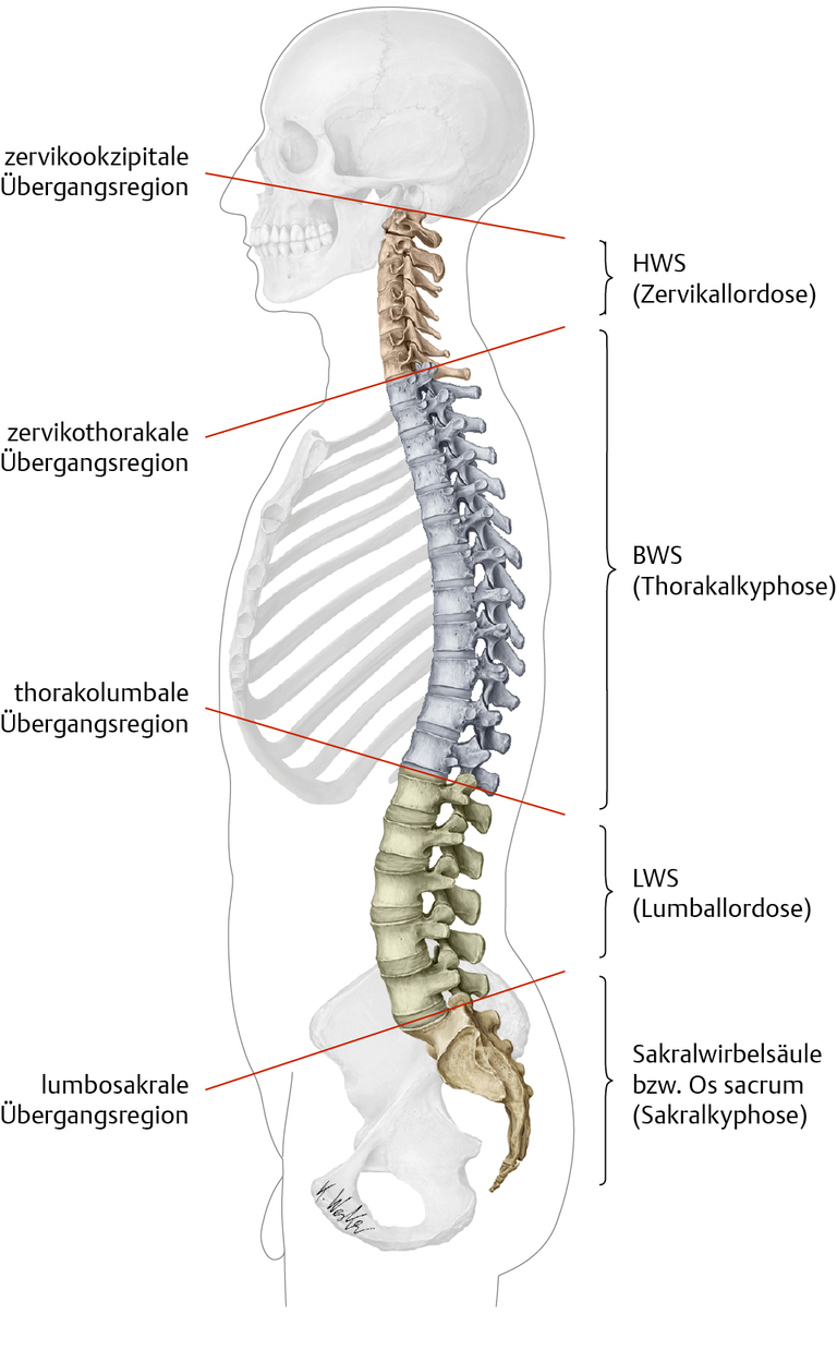 Einteilung in Hals-, Brust-, Lenden- und Sakralwirbelsäule. Die Biegungen der einzelnen Abschnitte (Kyphosen und Lordosen) sind gut zu erkennen. 
